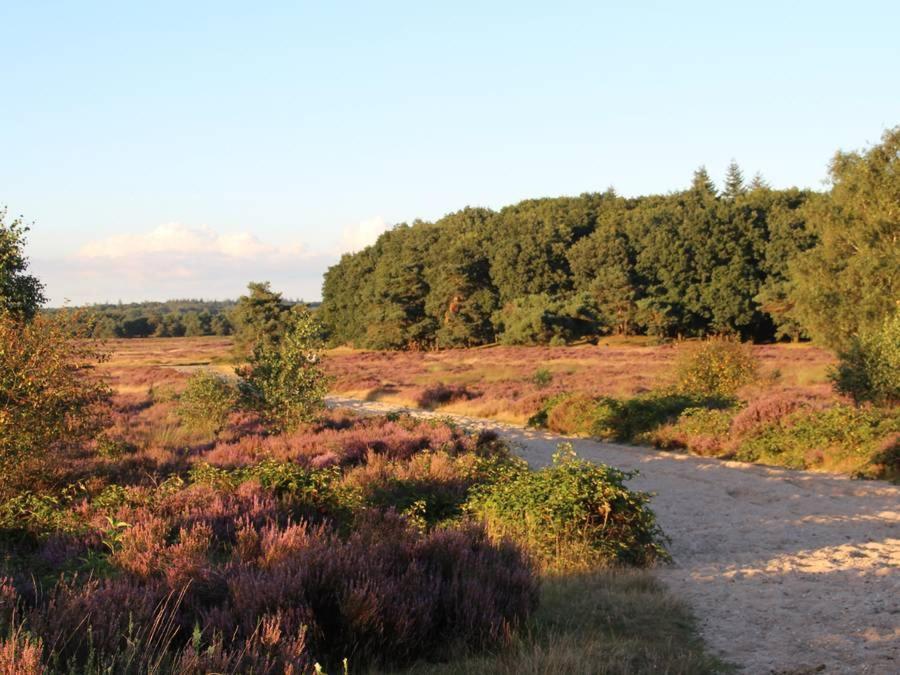 Chalet Veluwe Wageningen Villa Esterno foto